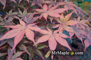 - Acer palmatum 'Jet Black' Deep Dark Red Japanese Maple - Mr Maple │ Buy Japanese Maple Trees