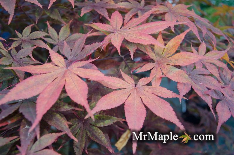 - Acer palmatum 'Jet Black' Deep Dark Red Japanese Maple - Mr Maple │ Buy Japanese Maple Trees