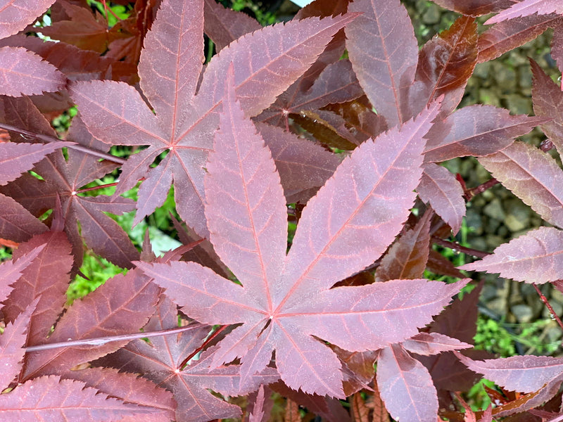- Acer palmatum 'Jet Black' Deep Dark Red Japanese Maple - Mr Maple │ Buy Japanese Maple Trees