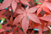 - Acer palmatum 'Jet Black' Deep Dark Red Japanese Maple - Mr Maple │ Buy Japanese Maple Trees