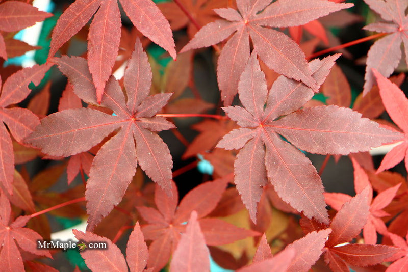 - Acer palmatum 'Jet Black' Deep Dark Red Japanese Maple - Mr Maple │ Buy Japanese Maple Trees