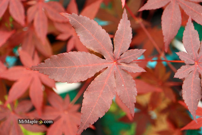 - Acer palmatum 'Jet Black' Deep Dark Red Japanese Maple - Mr Maple │ Buy Japanese Maple Trees