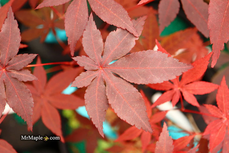 - Acer palmatum 'Jet Black' Deep Dark Red Japanese Maple - Mr Maple │ Buy Japanese Maple Trees