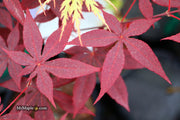 - Acer palmatum 'Jet Black' Deep Dark Red Japanese Maple - Mr Maple │ Buy Japanese Maple Trees