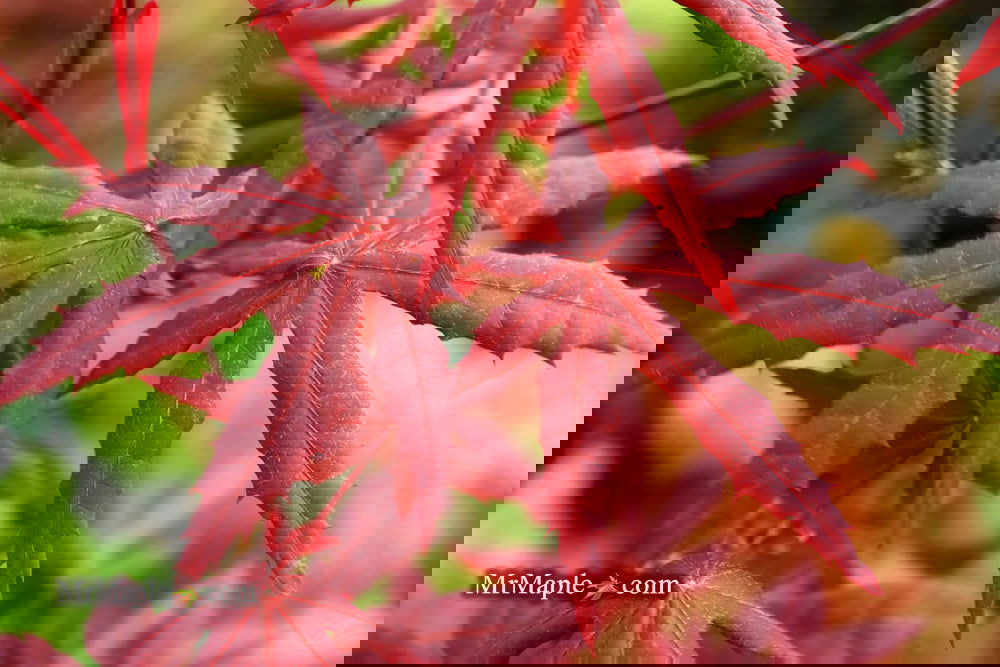 Buy Acer palmatum 'Jet Black' Deep Dark Red Japanese Maple — Mr