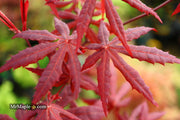 - Acer palmatum 'Jet Black' Deep Dark Red Japanese Maple - Mr Maple │ Buy Japanese Maple Trees