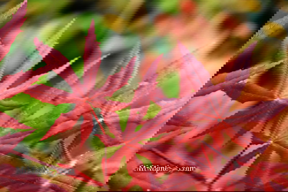 Buy Acer palmatum 'Jet Black' Deep Dark Red Japanese Maple — Mr