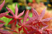 - Acer palmatum 'Jet Black' Deep Dark Red Japanese Maple - Mr Maple │ Buy Japanese Maple Trees