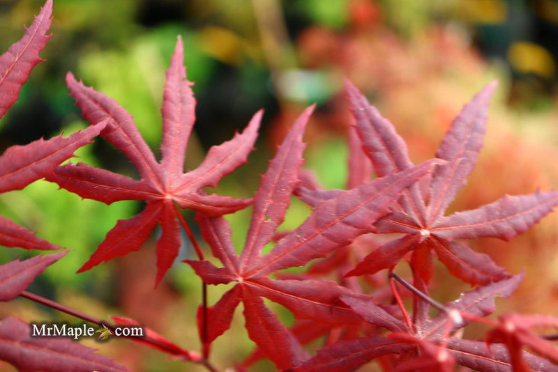 - Acer palmatum 'Jet Black' Deep Dark Red Japanese Maple - Mr Maple │ Buy Japanese Maple Trees
