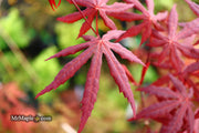 - Acer palmatum 'Jet Black' Deep Dark Red Japanese Maple - Mr Maple │ Buy Japanese Maple Trees