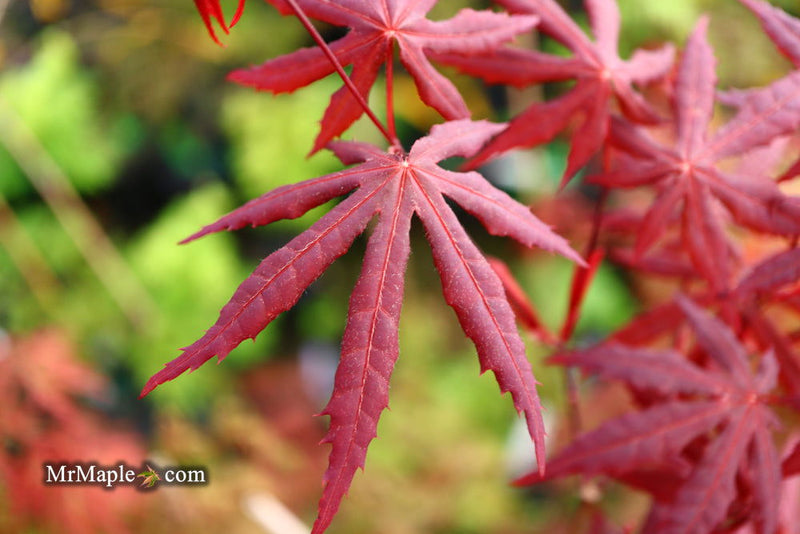 - Acer palmatum 'Jet Black' Deep Dark Red Japanese Maple - Mr Maple │ Buy Japanese Maple Trees