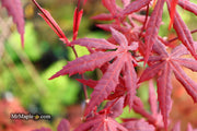 - Acer palmatum 'Jet Black' Deep Dark Red Japanese Maple - Mr Maple │ Buy Japanese Maple Trees