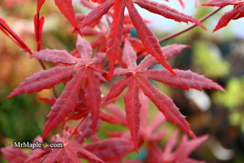 - Acer palmatum 'Jet Black' Deep Dark Red Japanese Maple - Mr Maple │ Buy Japanese Maple Trees