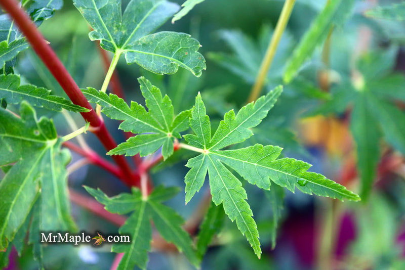 Acer palmatum 'Ji jiao' Orange Coral Bark Japanese Maple