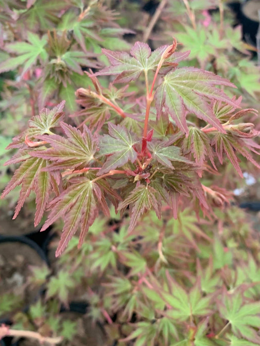 - Acer palmatum 'Ji jiao' Orange Coral Bark Japanese Maple - Mr Maple │ Buy Japanese Maple Trees