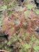 - Acer palmatum 'Ji jiao' Orange Coral Bark Japanese Maple - Mr Maple │ Buy Japanese Maple Trees