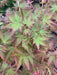 - Acer palmatum 'Ji jiao' Orange Coral Bark Japanese Maple - Mr Maple │ Buy Japanese Maple Trees