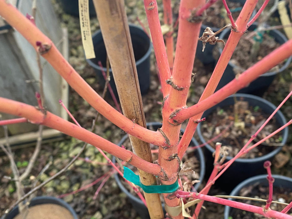 - Acer palmatum 'Ji jiao' Orange Coral Bark Japanese Maple - Mr Maple │ Buy Japanese Maple Trees