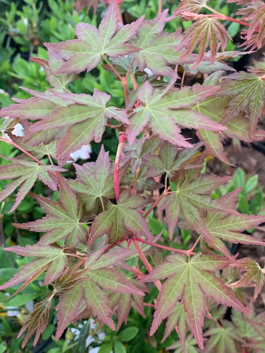 - Acer palmatum 'Ji jiao' Orange Coral Bark Japanese Maple - Mr Maple │ Buy Japanese Maple Trees