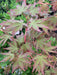 - Acer palmatum 'Ji jiao' Orange Coral Bark Japanese Maple - Mr Maple │ Buy Japanese Maple Trees