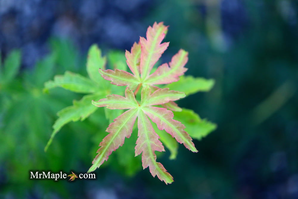 - Acer palmatum 'Ji jiao' Orange Coral Bark Japanese Maple - Mr Maple │ Buy Japanese Maple Trees