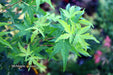 - Acer palmatum 'Ji jiao' Orange Coral Bark Japanese Maple - Mr Maple │ Buy Japanese Maple Trees