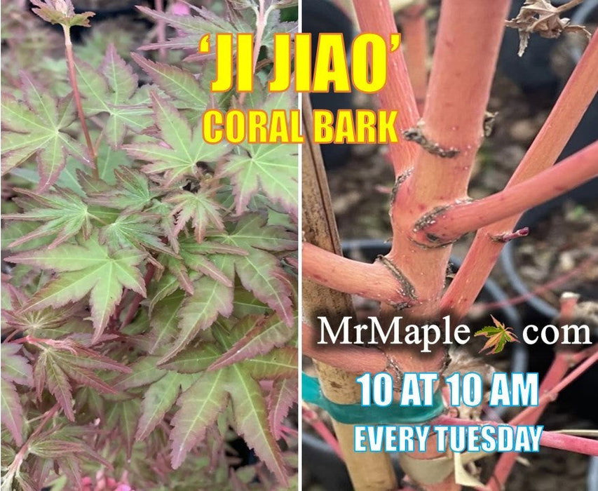 - Acer palmatum 'Ji jiao' Orange Coral Bark Japanese Maple - Mr Maple │ Buy Japanese Maple Trees