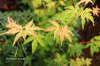 - Acer palmatum 'Ji jiao' Orange Coral Bark Japanese Maple - Mr Maple │ Buy Japanese Maple Trees