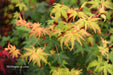 - Acer palmatum 'Ji jiao' Orange Coral Bark Japanese Maple - Mr Maple │ Buy Japanese Maple Trees