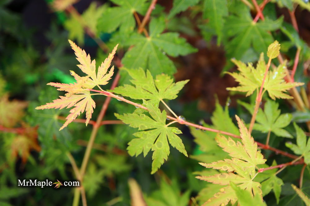 - Acer palmatum 'Ji jiao' Orange Coral Bark Japanese Maple - Mr Maple │ Buy Japanese Maple Trees