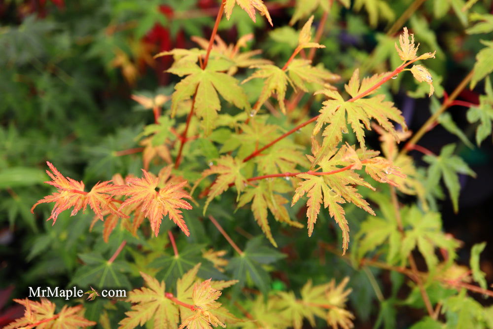 - Acer palmatum 'Ji jiao' Orange Coral Bark Japanese Maple - Mr Maple │ Buy Japanese Maple Trees