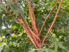 - Acer palmatum 'Ji jiao' Orange Coral Bark Japanese Maple - Mr Maple │ Buy Japanese Maple Trees