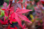 - Acer palmatum 'Jim's Memory' Dwarf Red Japanese Maple - Mr Maple │ Buy Japanese Maple Trees
