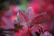 - Acer palmatum 'Jim's Memory' Dwarf Red Japanese Maple - Mr Maple │ Buy Japanese Maple Trees