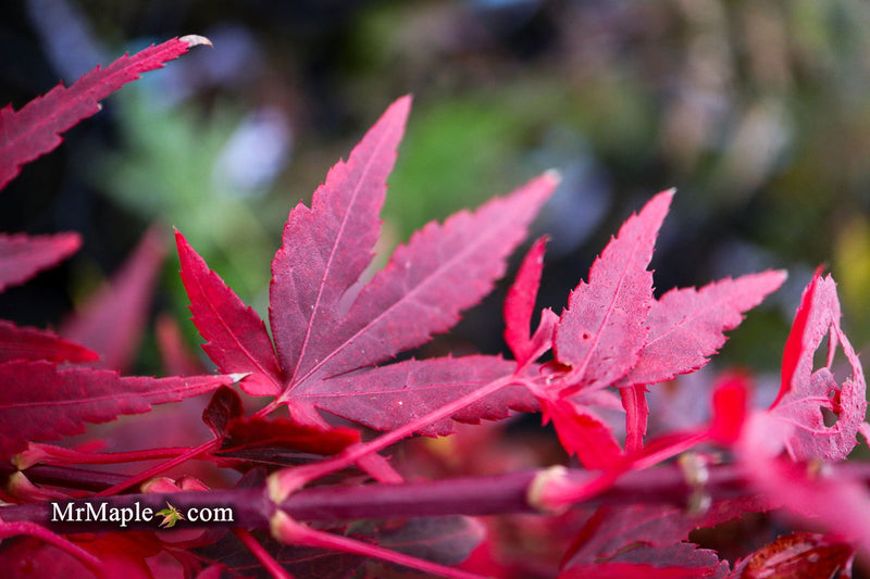 - Acer palmatum 'Jim's Memory' Dwarf Red Japanese Maple - Mr Maple │ Buy Japanese Maple Trees