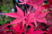 - Acer palmatum 'Jim's Memory' Dwarf Red Japanese Maple - Mr Maple │ Buy Japanese Maple Trees