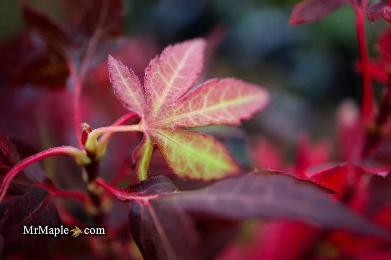 - Acer palmatum 'Jim's Memory' Dwarf Red Japanese Maple - Mr Maple │ Buy Japanese Maple Trees