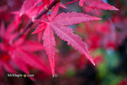 - Acer palmatum 'Jim's Memory' Dwarf Red Japanese Maple - Mr Maple │ Buy Japanese Maple Trees