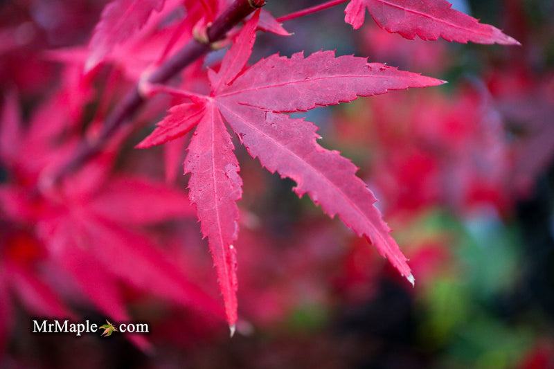 - Acer palmatum 'Jim's Memory' Dwarf Red Japanese Maple - Mr Maple │ Buy Japanese Maple Trees