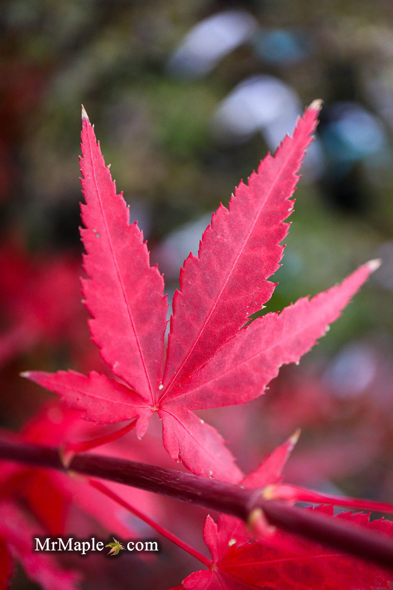 - Acer palmatum 'Jim's Memory' Dwarf Red Japanese Maple - Mr Maple │ Buy Japanese Maple Trees