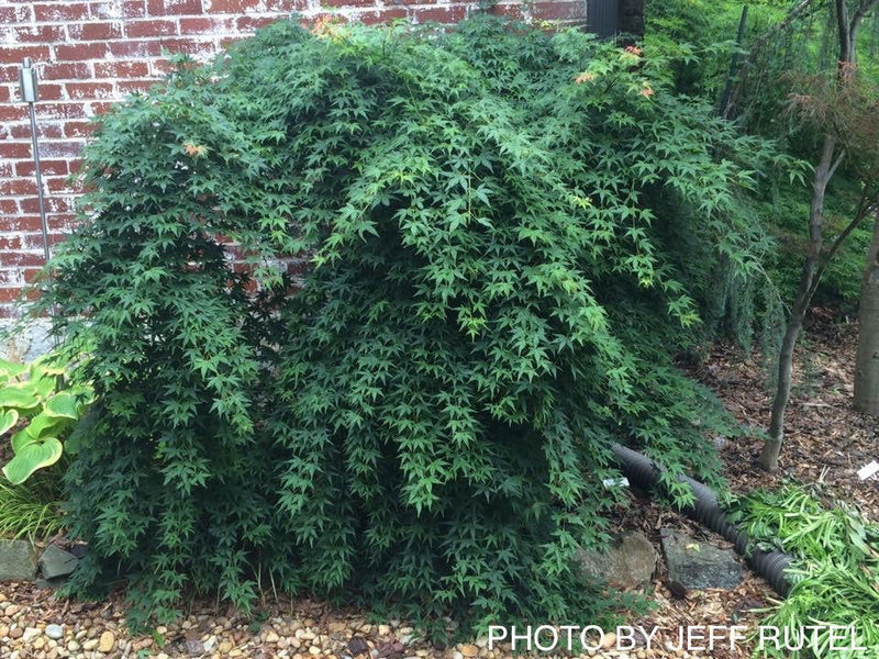 - Acer palmatum 'Jiro shidare' Japanese Maple - Mr Maple │ Buy Japanese Maple Trees