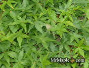 - Acer palmatum 'Jiro shidare' Japanese Maple - Mr Maple │ Buy Japanese Maple Trees