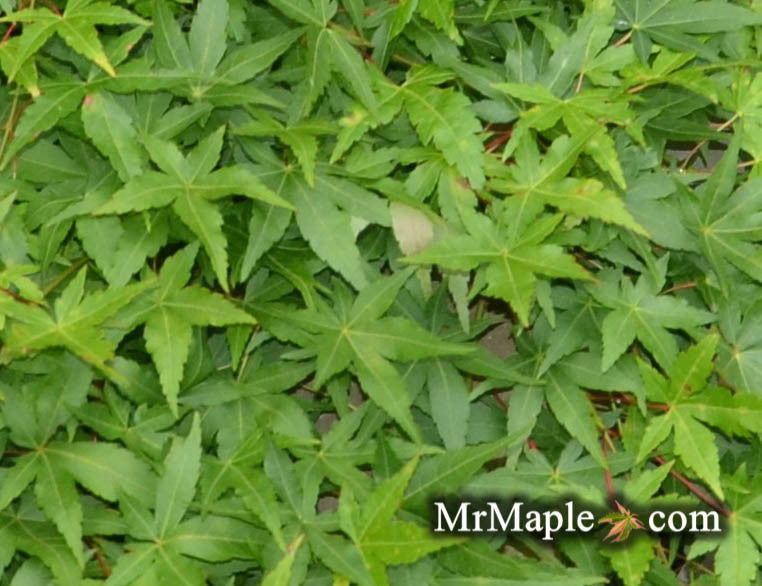 - Acer palmatum 'Jiro shidare' Japanese Maple - Mr Maple │ Buy Japanese Maple Trees