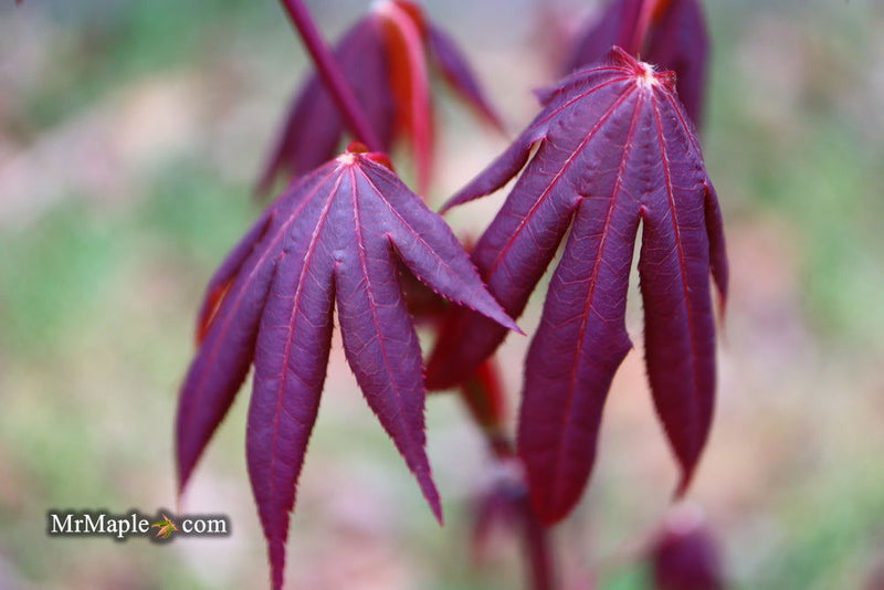 - Acer palmatum 'John Teuvon' Japanese Maple - Mr Maple │ Buy Japanese Maple Trees