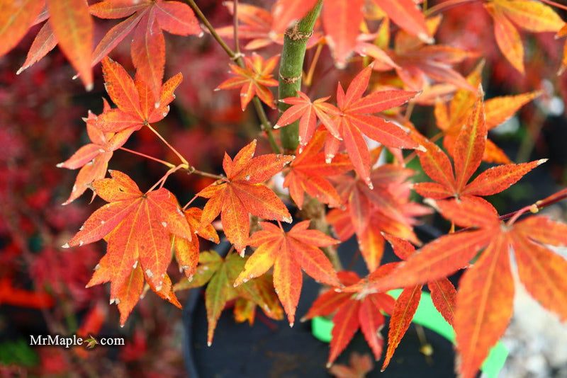 - Acer palmatum 'John Teuvon' Japanese Maple - Mr Maple │ Buy Japanese Maple Trees