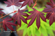- Acer palmatum 'John Teuvon' Japanese Maple - Mr Maple │ Buy Japanese Maple Trees
