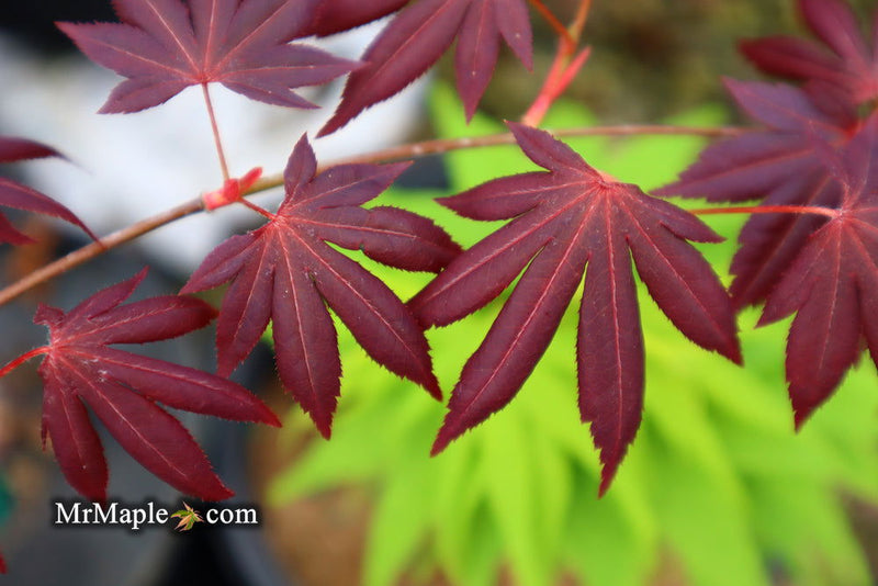 - Acer palmatum 'John Teuvon' Japanese Maple - Mr Maple │ Buy Japanese Maple Trees