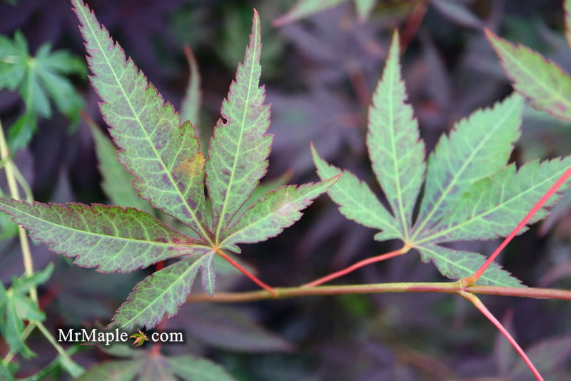 - Acer palmatum 'John Teuvon' Japanese Maple - Mr Maple │ Buy Japanese Maple Trees