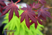 - Acer palmatum 'John Teuvon' Japanese Maple - Mr Maple │ Buy Japanese Maple Trees