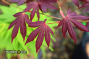 - Acer palmatum 'John Teuvon' Japanese Maple - Mr Maple │ Buy Japanese Maple Trees